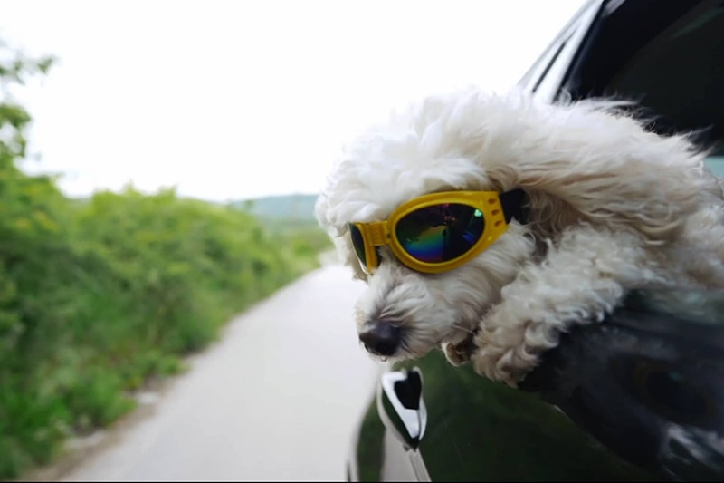 dog with glasses on in car window